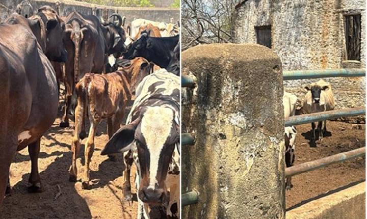 Polícia Civil investiga caso de maus-tratos a animais na zona rural de Cajazeiras