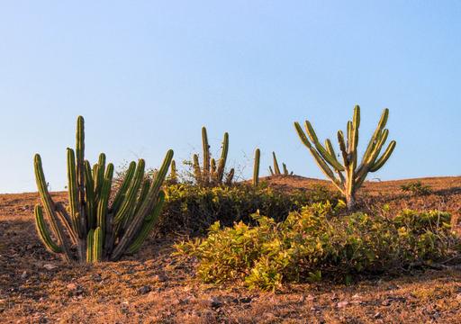 Inmet emite alerta de baixa umidade para Cajazeiras, Sousa, Uiraúna e outras 28 cidades paraibanas