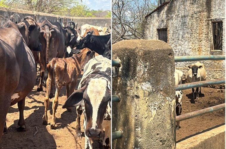 Polícia Civil investiga caso de maus-tratos a animais na zona rural de Cajazeiras