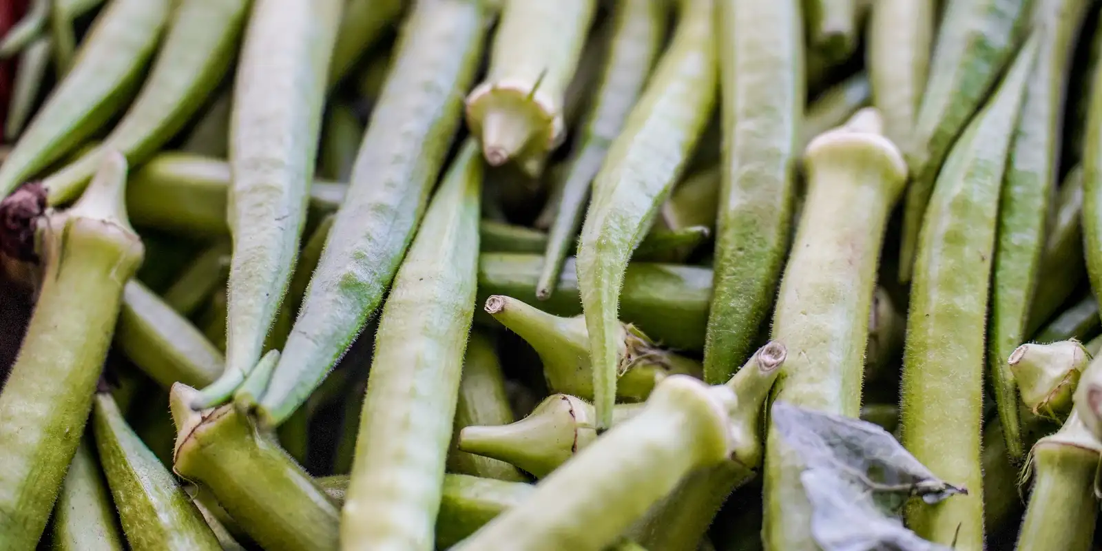 Garantia-Safra: governo federal divulga lista de pagamentos para abril