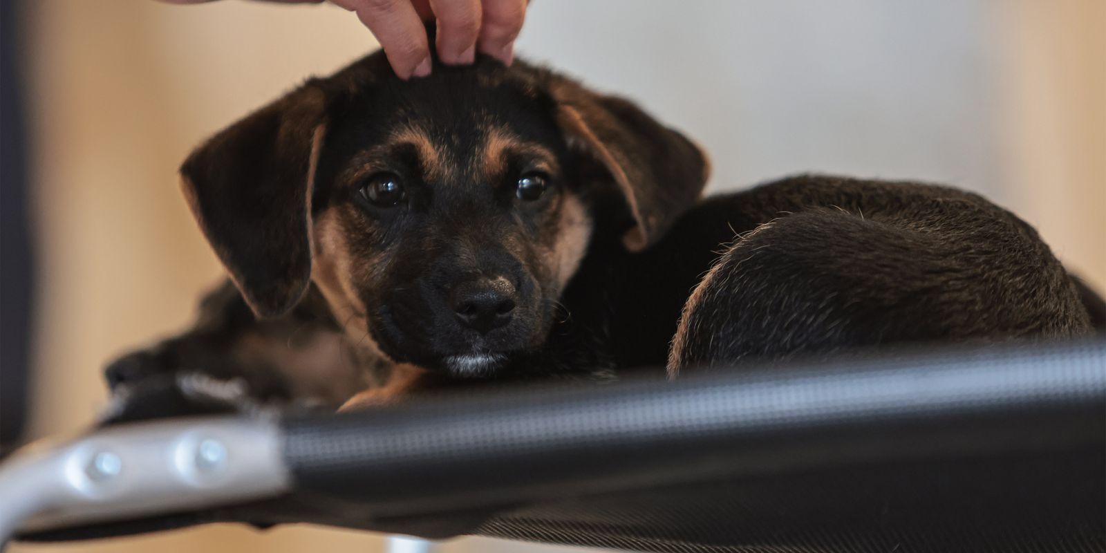 Nova lei regulamenta a guarda compartilhada de pets