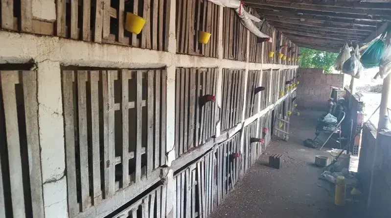 Polícia desarticula rinha de galos, resgata 64 aves e aplica multa de R$ 37 mil no Sertão da Paraíba