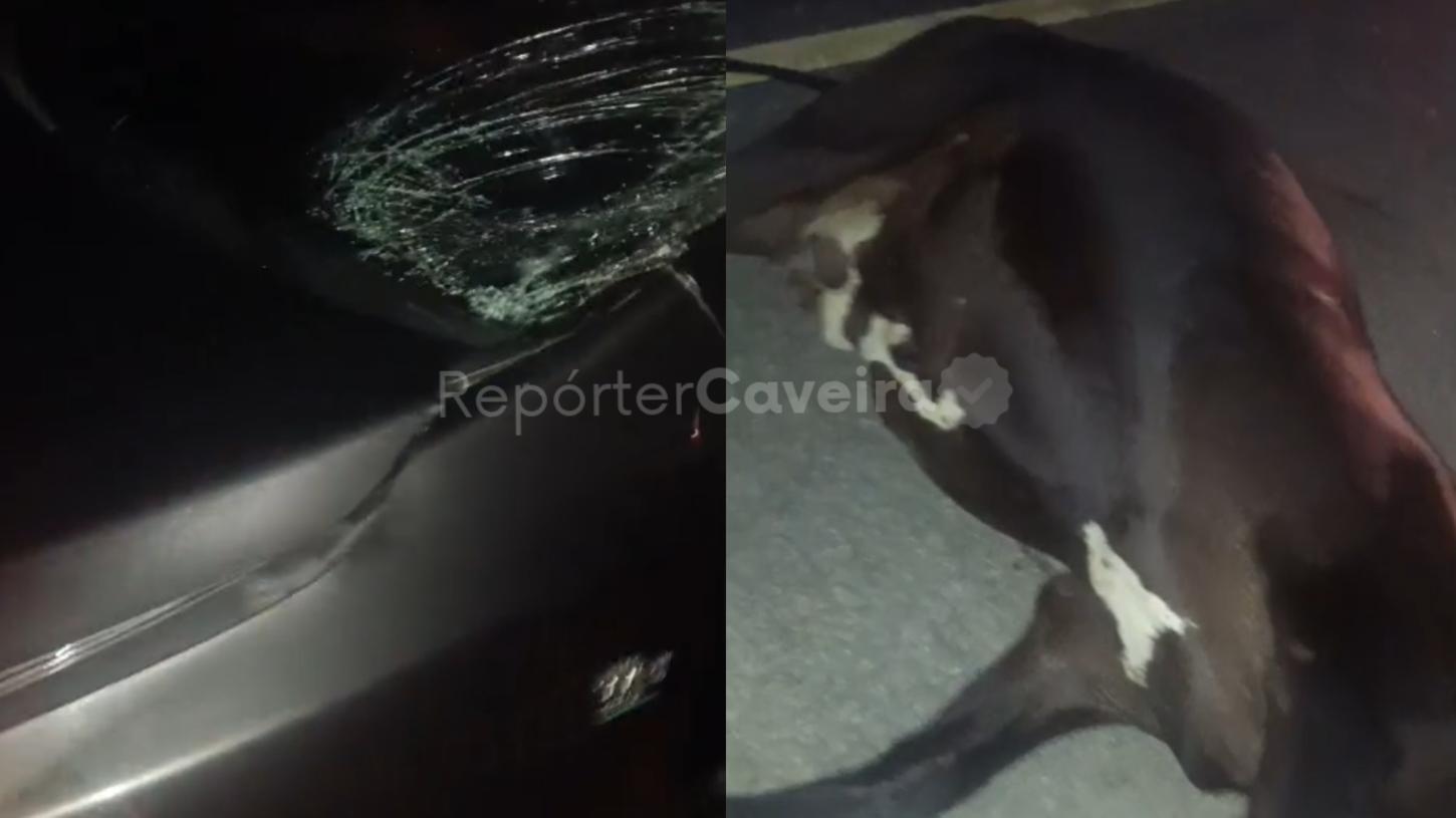 VÍDEO: Colisão com vaca deixa frente de carro danificado na BR-405, em Uiraúna; ocupantes saem ilesos