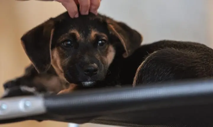 Nova lei regulamenta a guarda compartilhada de pets