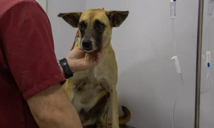 Prefeitura de Triunfo realiza ação de castração animal e supera meta inicial