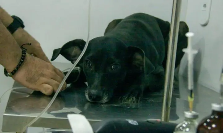 Prefeitura de Triunfo realiza ação de castração animal e supera meta inicial