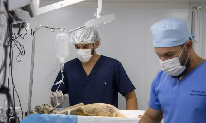 Prefeitura de Triunfo realiza ação de castração animal e supera meta inicial