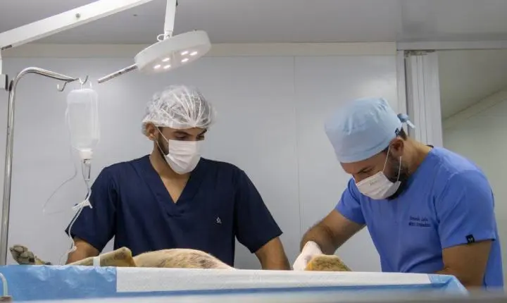 Prefeitura de Triunfo realiza ação de castração animal e supera meta inicial