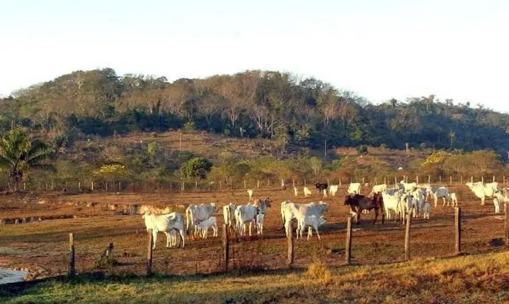 STF ratifica limites para a compra de terras rurais por empresas estrangeiras