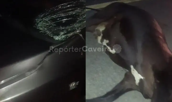 VÍDEO: Colisão com vaca deixa frente de carro danificado na BR-405, em Uiraúna; ocupantes saem ilesos